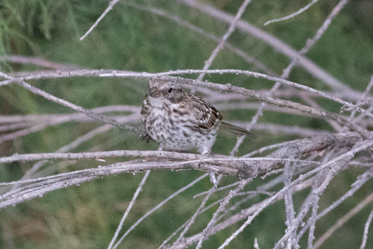 Rufous-collared Sparrow - ML619656832