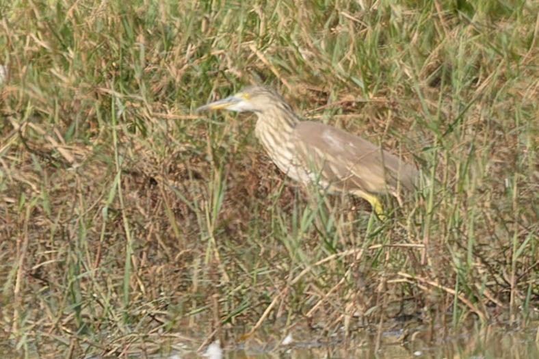 Indian Pond-Heron - ML619656915