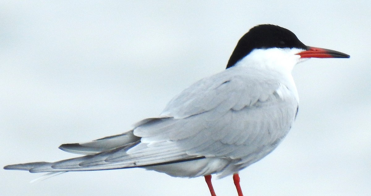 Common Tern - ML619656920