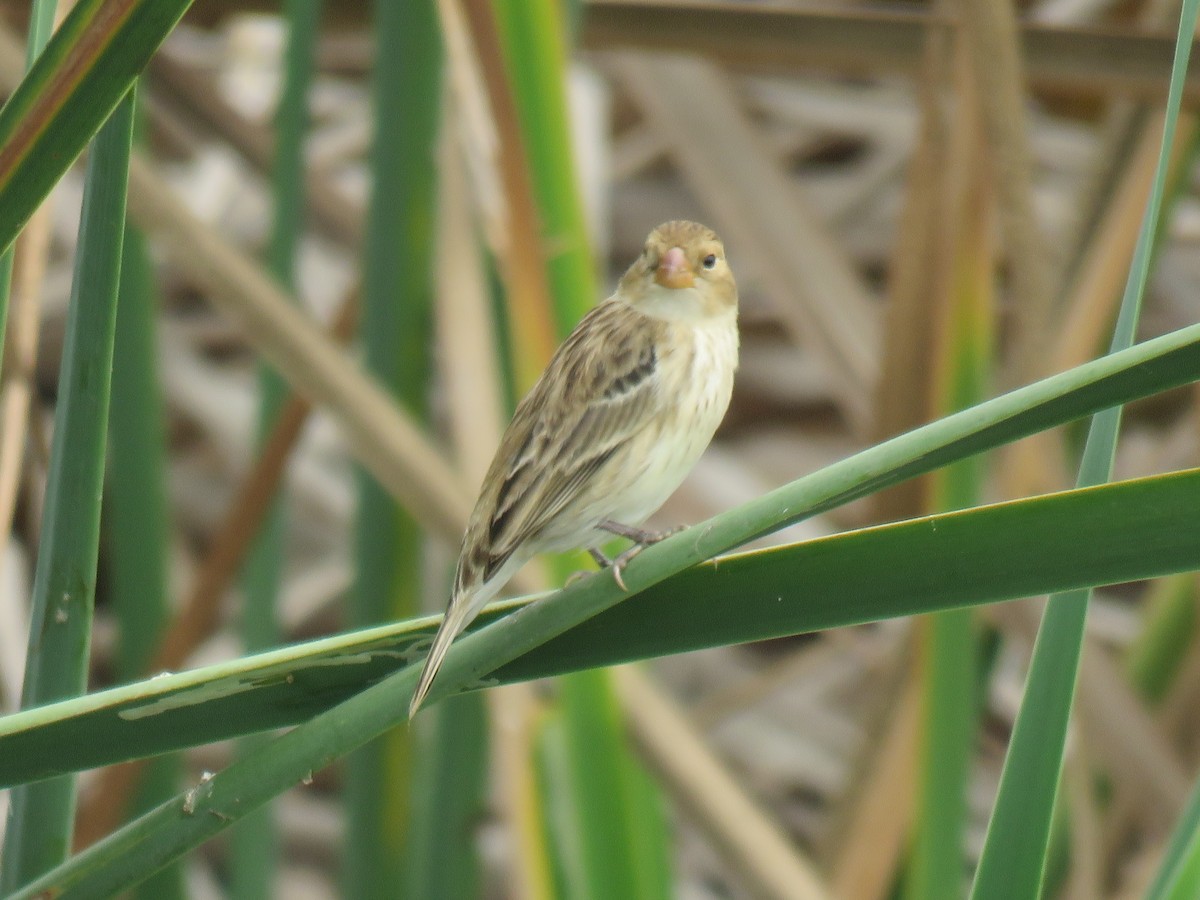 Chestnut-throated Seedeater - ML619656972