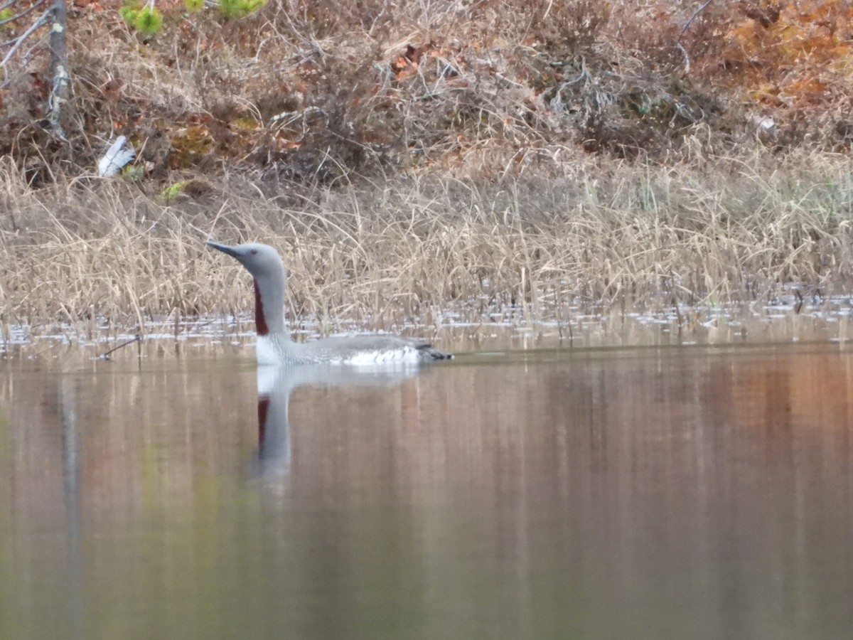 Red-throated Loon - ML619656976