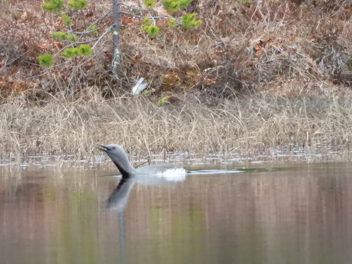 Red-throated Loon - ML619656978