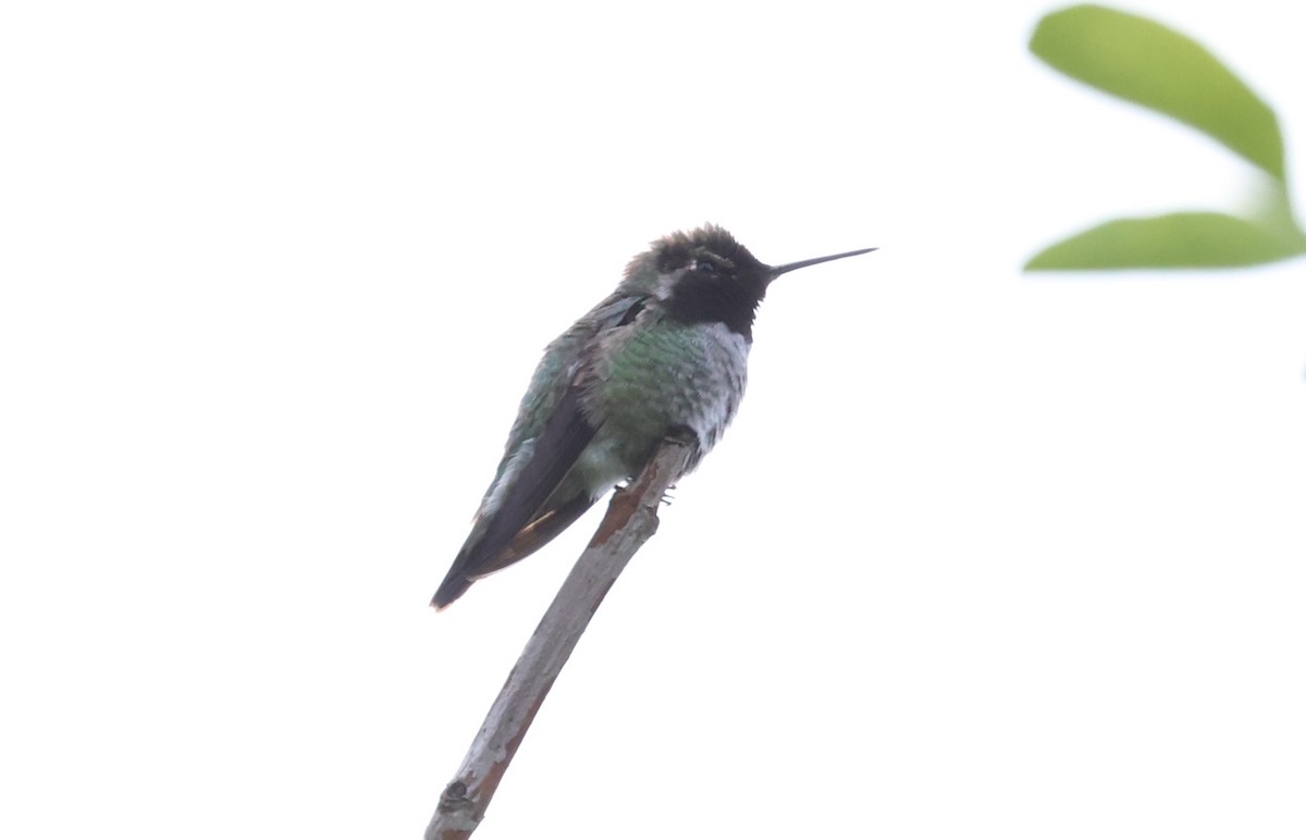 Anna's Hummingbird - ML619656997