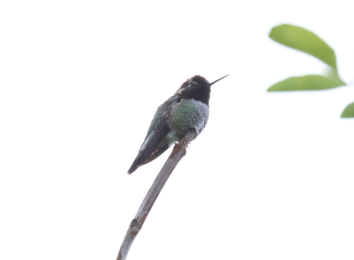 Anna's Hummingbird - ML619656998