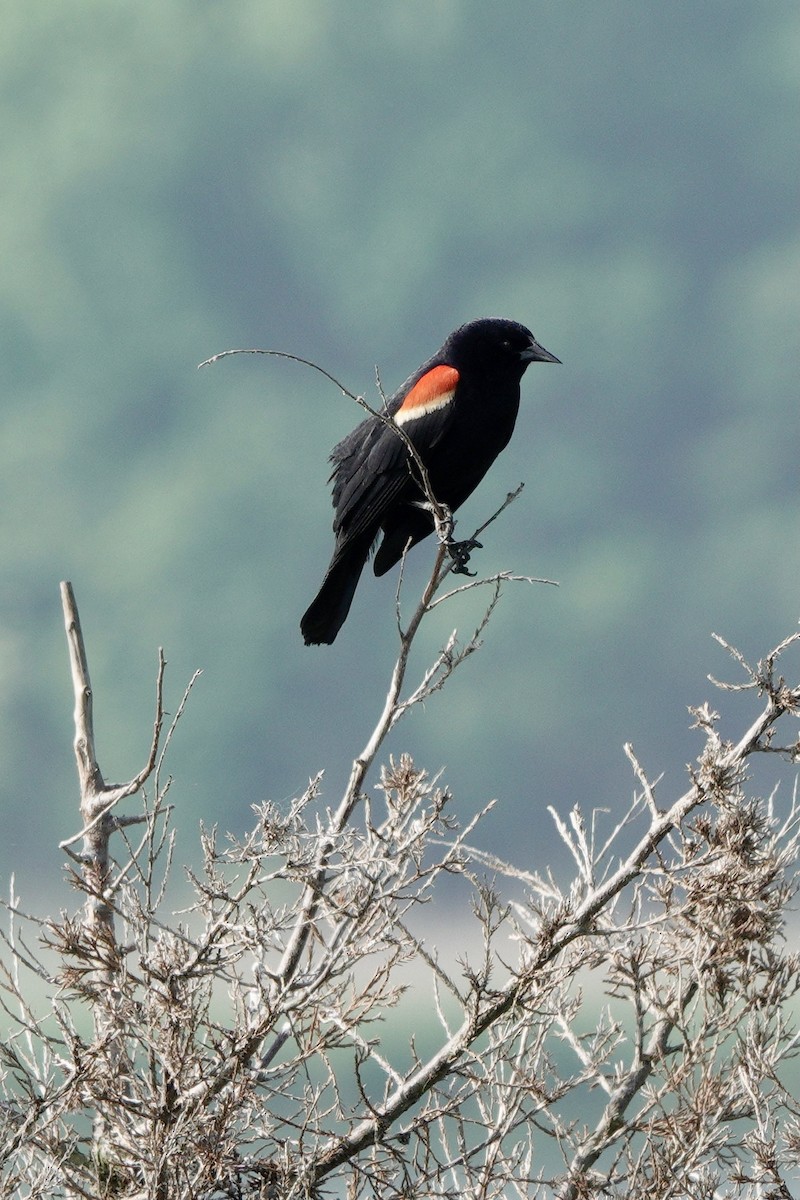 Red-winged Blackbird - ML619657065
