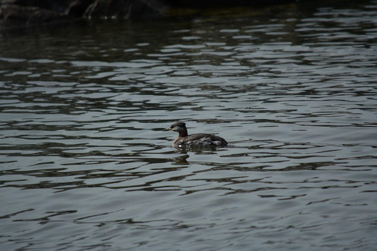 Red-necked Grebe - ML619657091