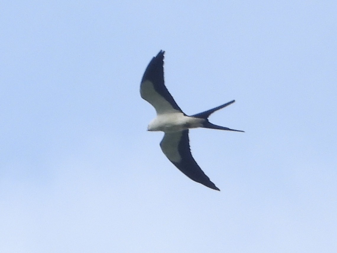 Swallow-tailed Kite - ML619657103