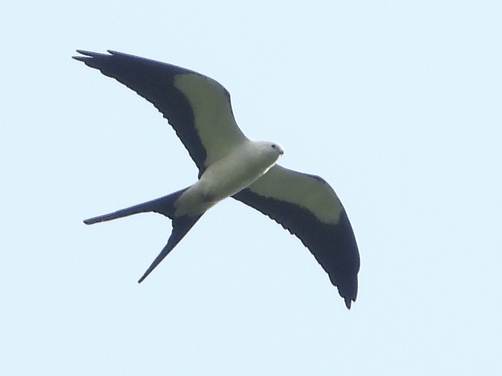Swallow-tailed Kite - ML619657104