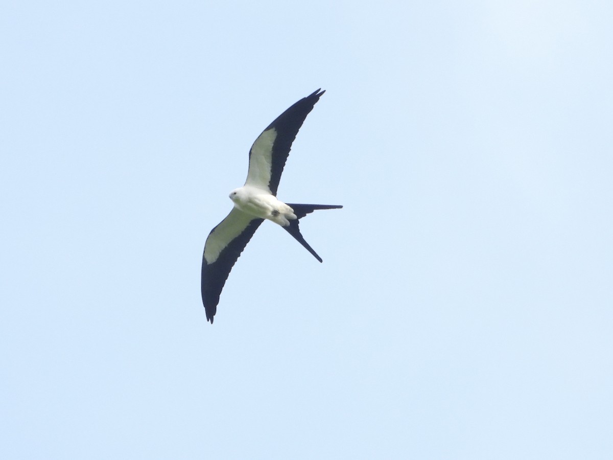 Swallow-tailed Kite - ML619657105