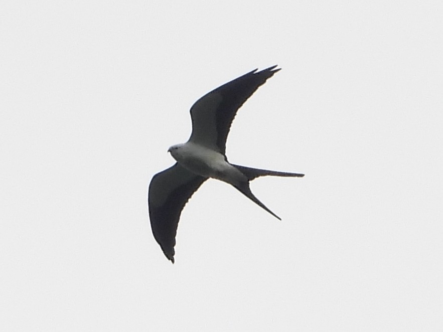 Swallow-tailed Kite - ML619657106