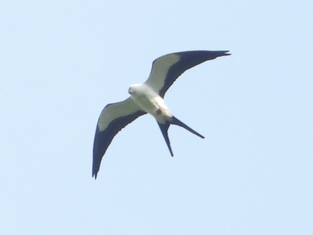 Swallow-tailed Kite - ML619657107