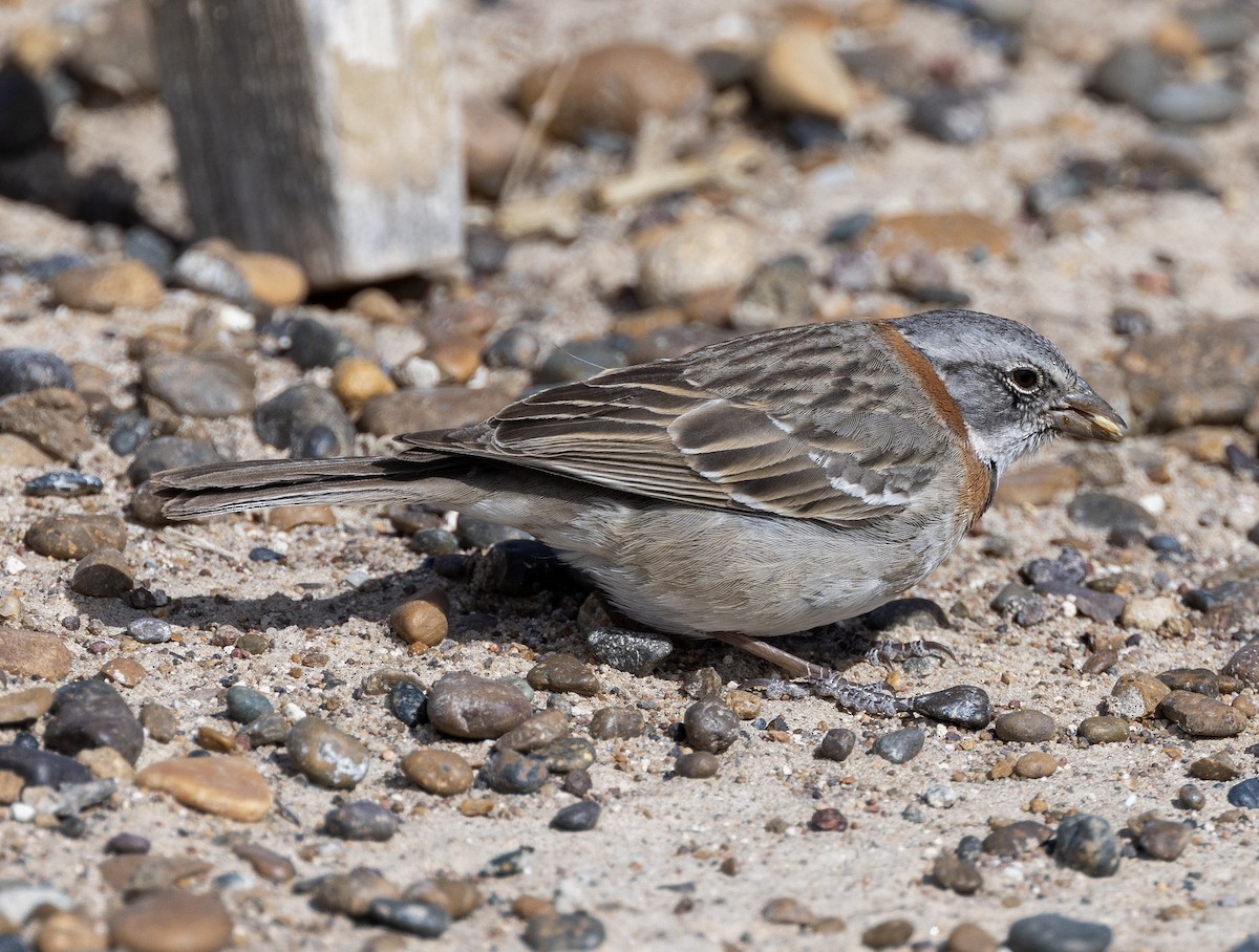 Rufous-collared Sparrow - ML619657168
