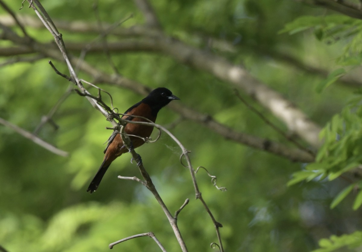 Orchard Oriole - ML619657202