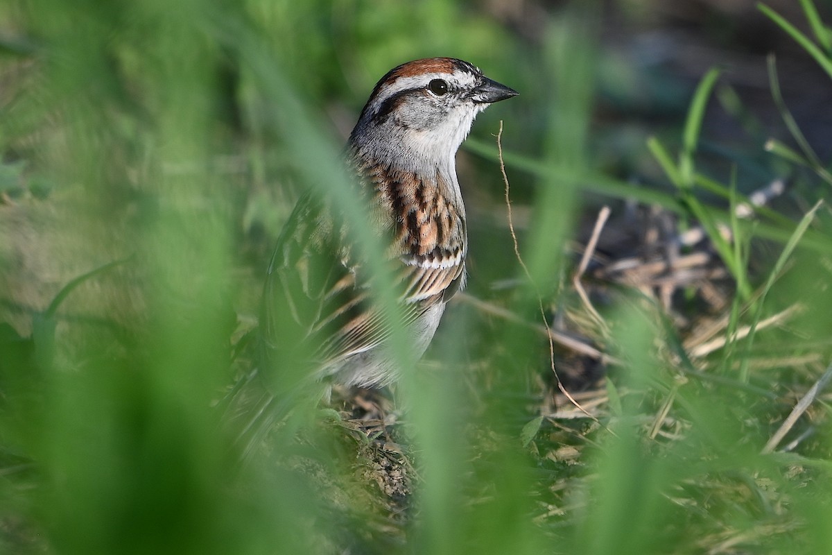 Chipping Sparrow - ML619657204