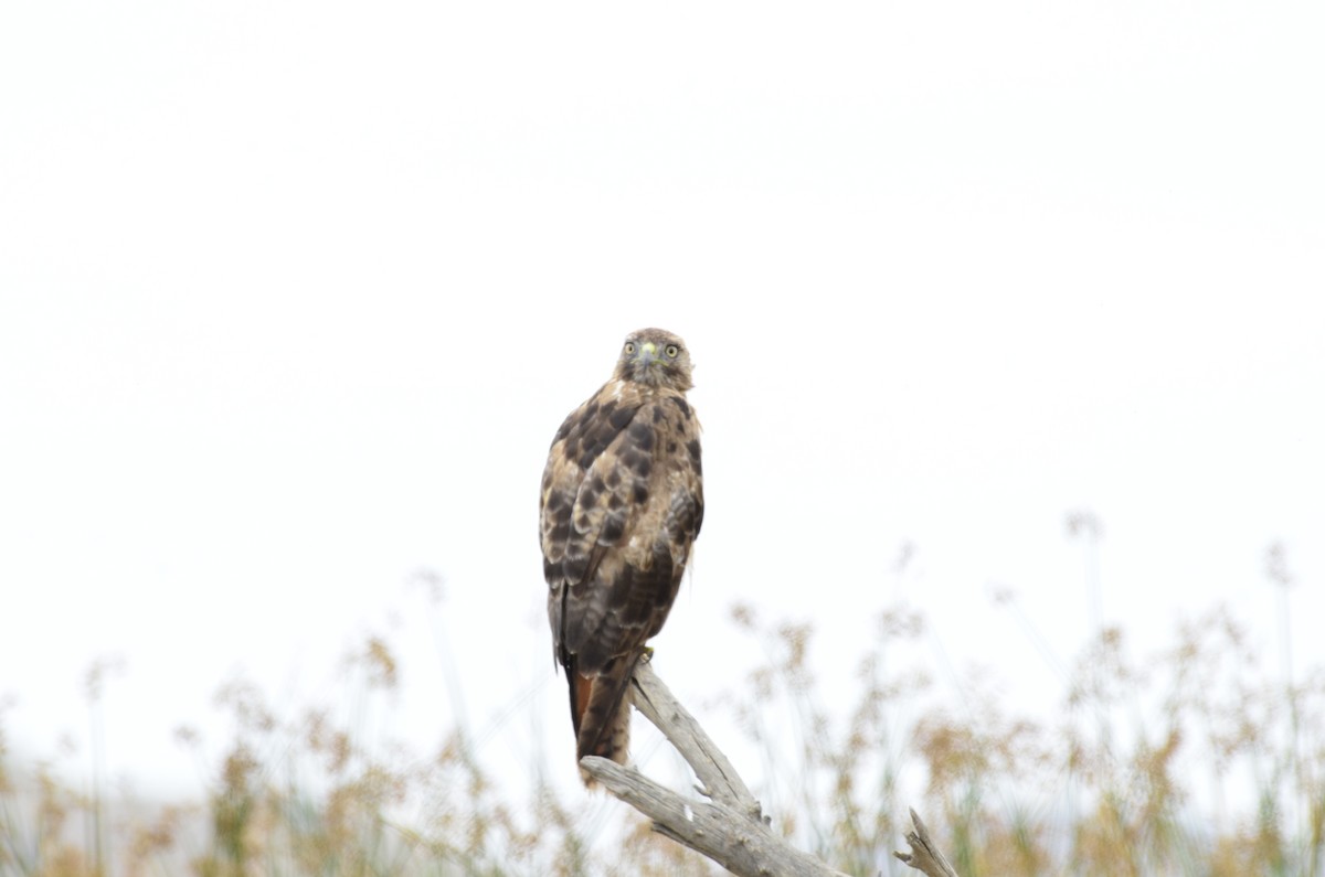 Red-tailed Hawk - ML619657248