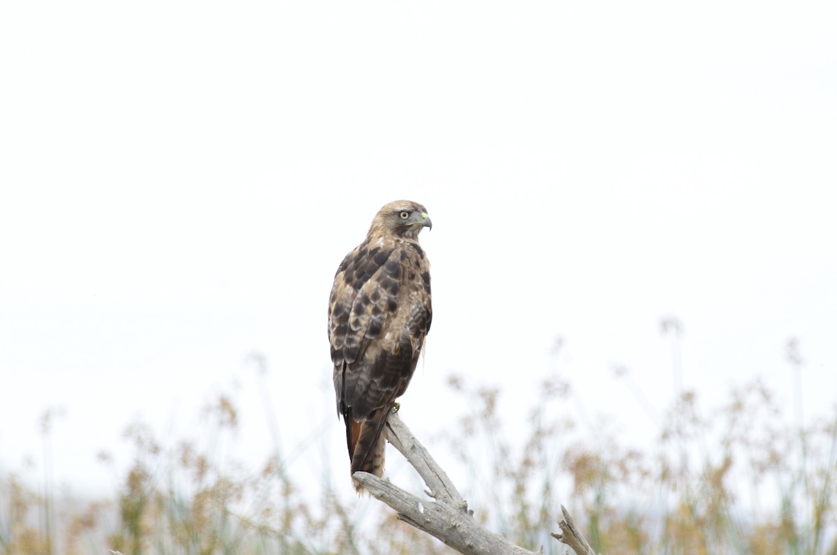 Red-tailed Hawk - ML619657249