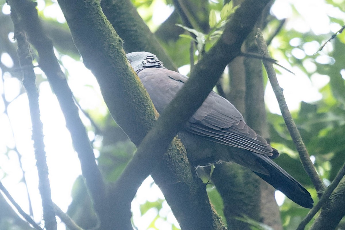 Nilgiri Wood-Pigeon - ML619657285