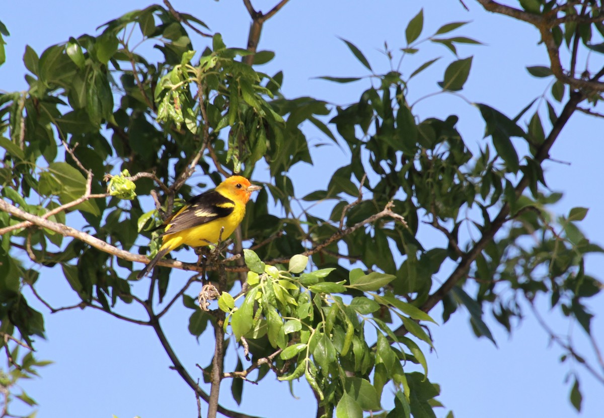 Western Tanager - ML619657366