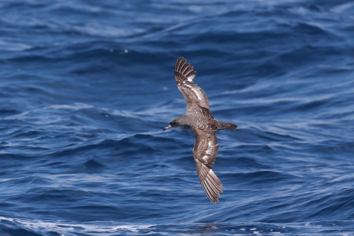 Pink-footed Shearwater - ML619657455