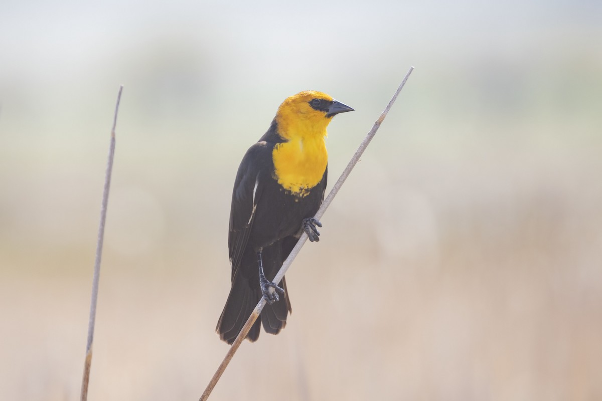 Yellow-headed Blackbird - ML619657474
