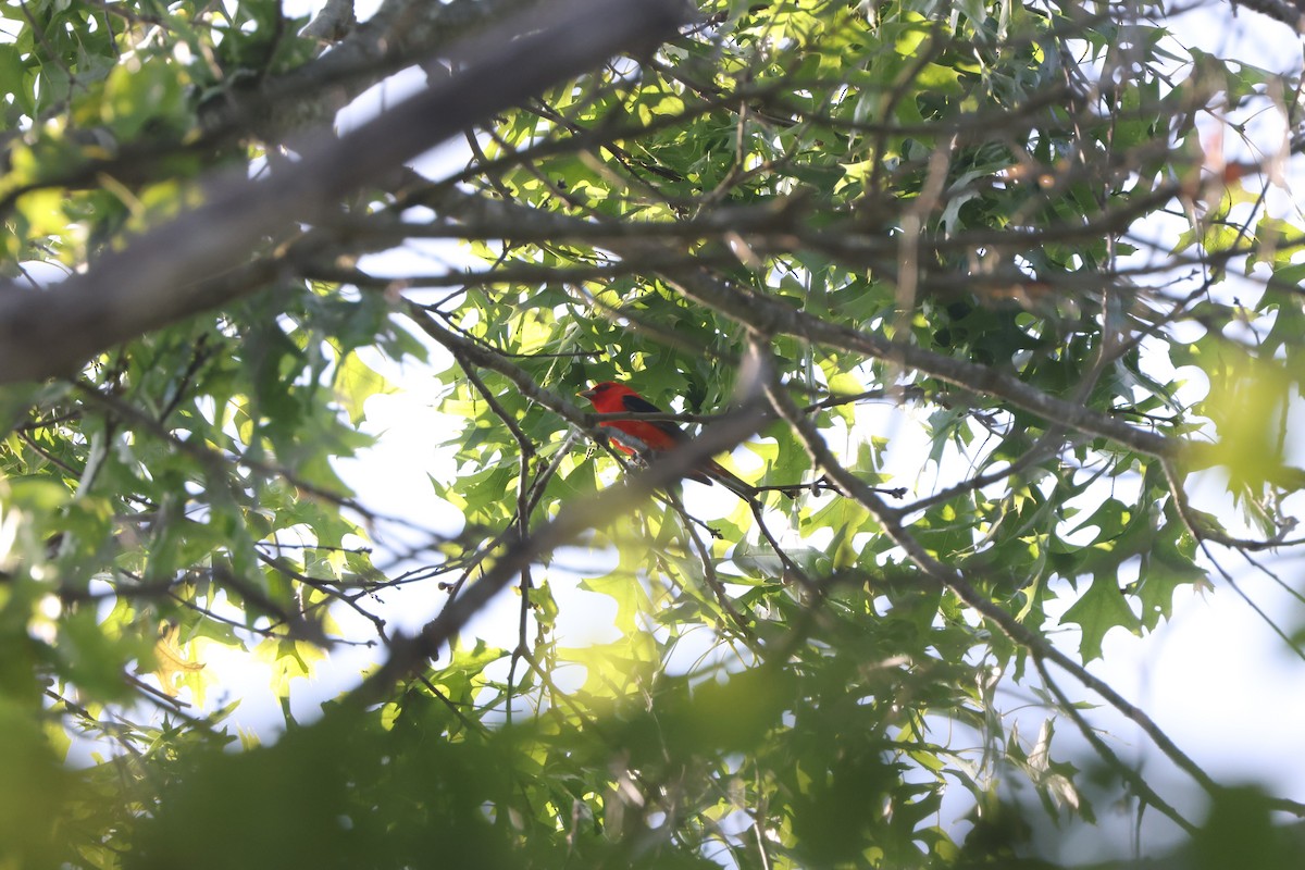 Scarlet Tanager - ML619657508