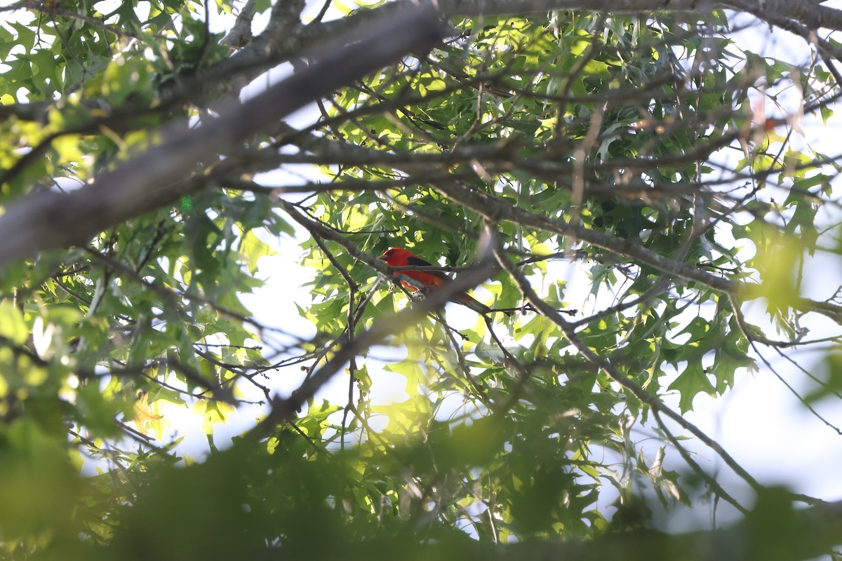 Scarlet Tanager - ML619657509