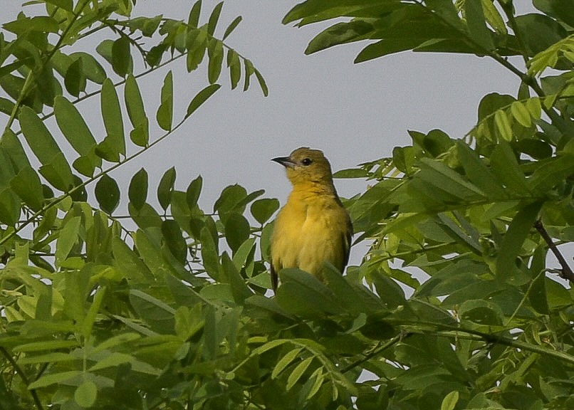 Orchard Oriole - ML619657514