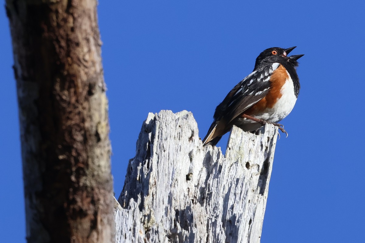 Spotted Towhee - ML619657522
