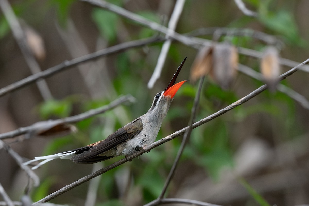 kolibřík tmavotemenný - ML619657528
