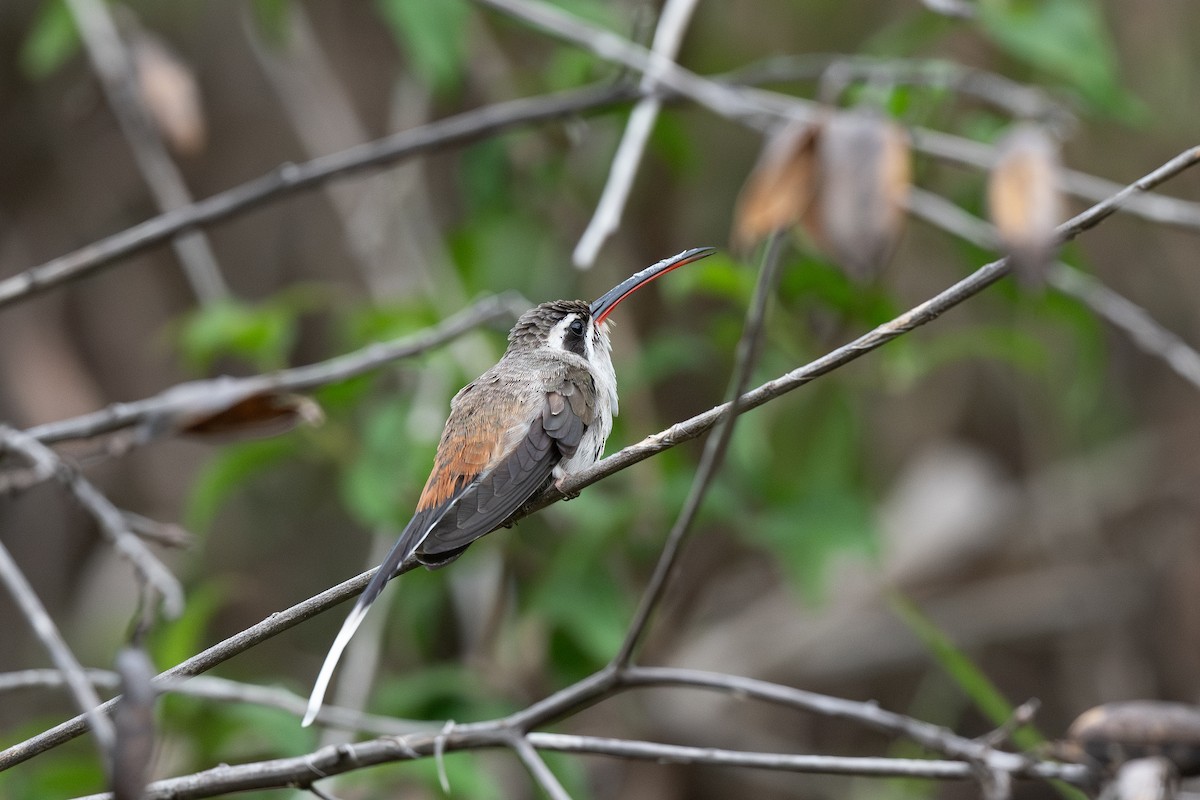 kolibřík tmavotemenný - ML619657529
