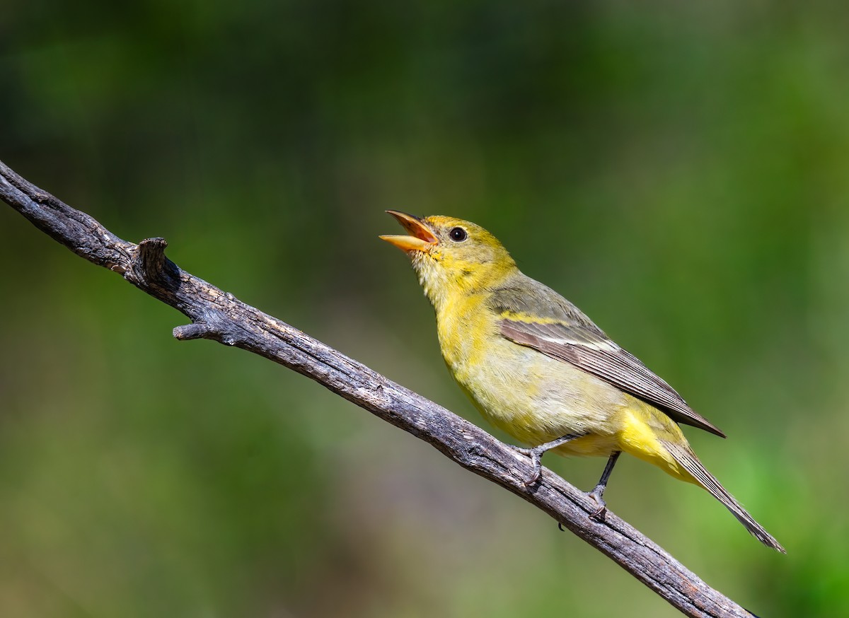 Western Tanager - ML619657538