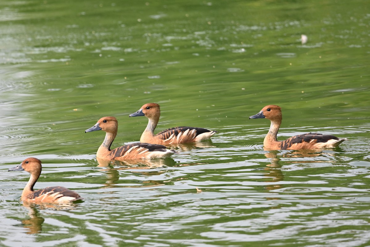 Fulvous Whistling-Duck - ML619657556