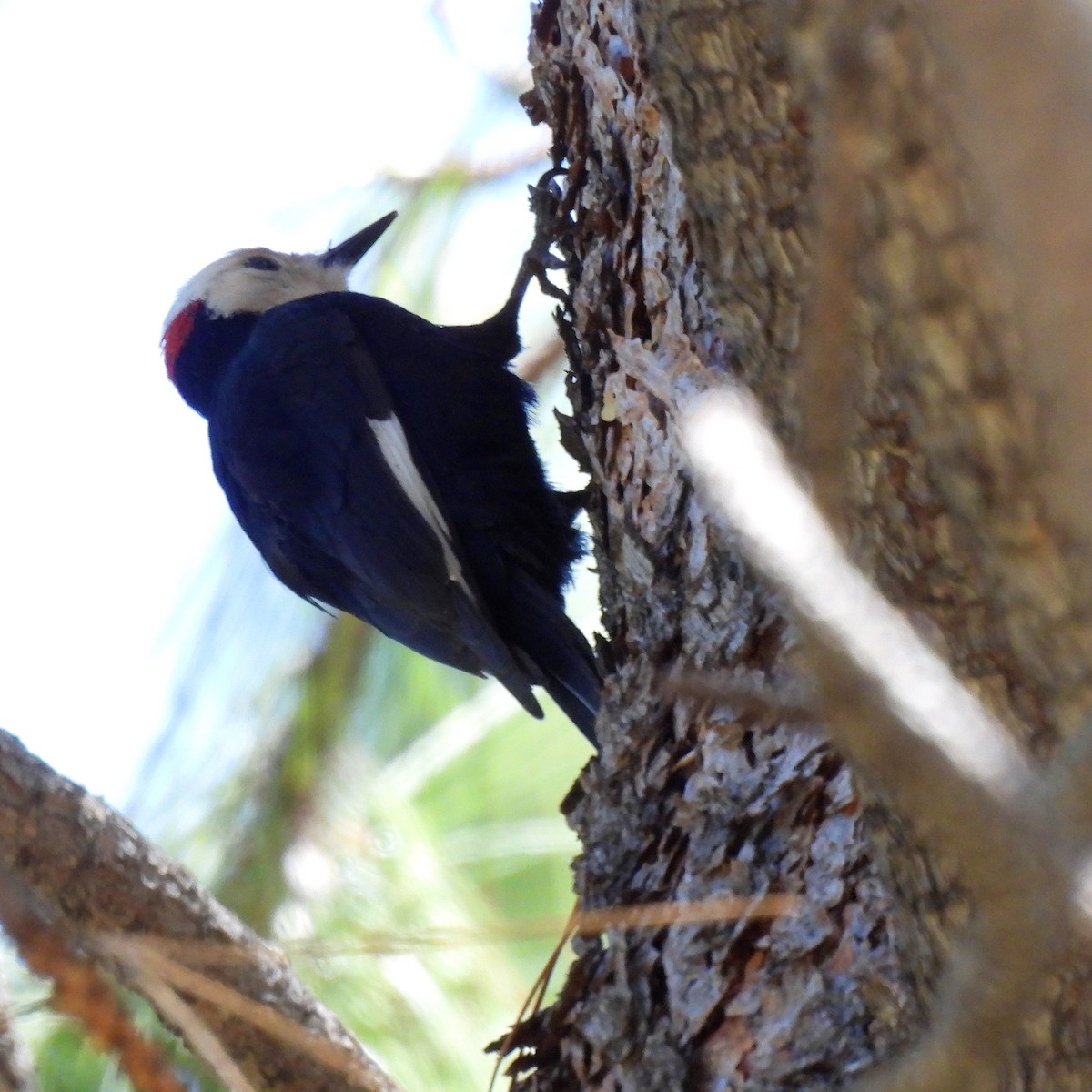 White-headed Woodpecker - ML619657574