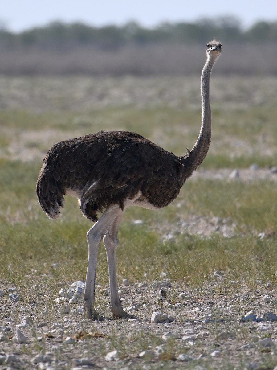 Common Ostrich - ML619657606
