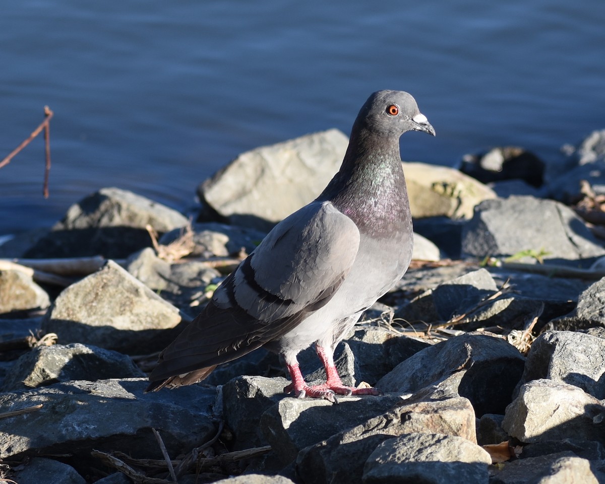 Rock Pigeon (Feral Pigeon) - ML619657607