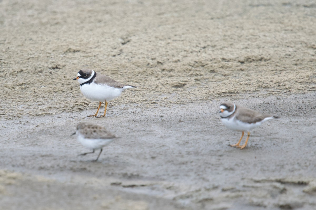 Semipalmated Plover - ML619657663