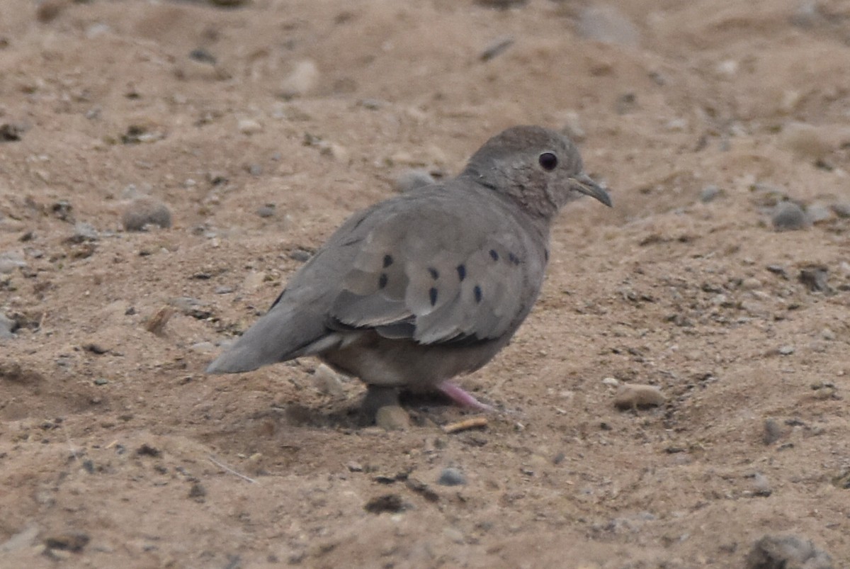 Plain-breasted Ground Dove - ML619657796