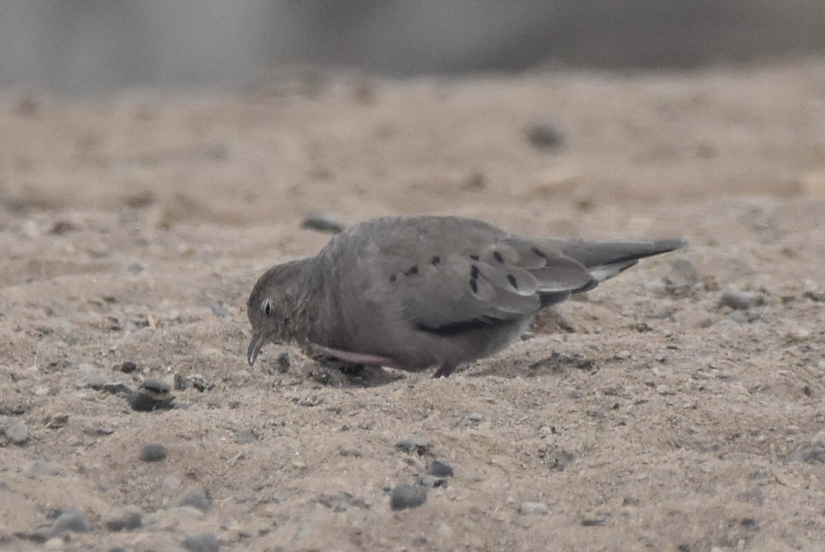 Plain-breasted Ground Dove - ML619657797