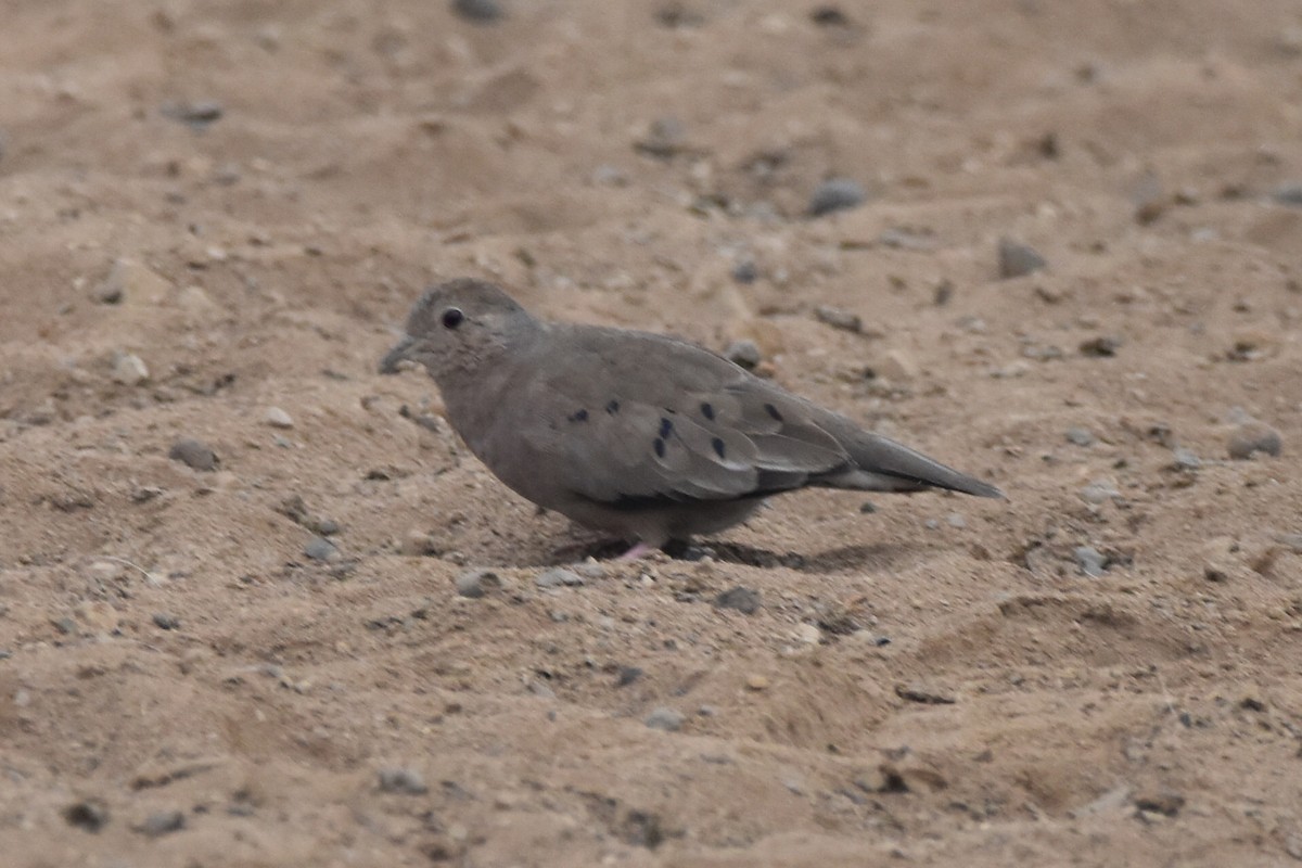 Plain-breasted Ground Dove - ML619657798