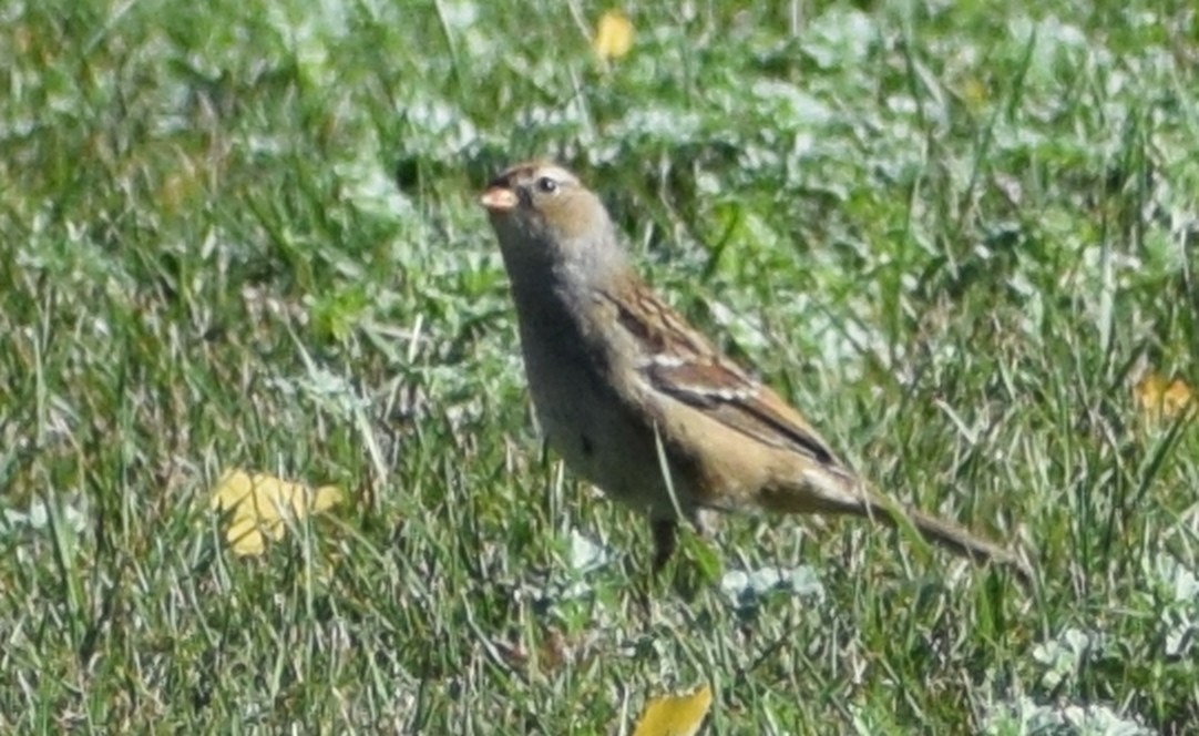 White-crowned Sparrow - ML619657877