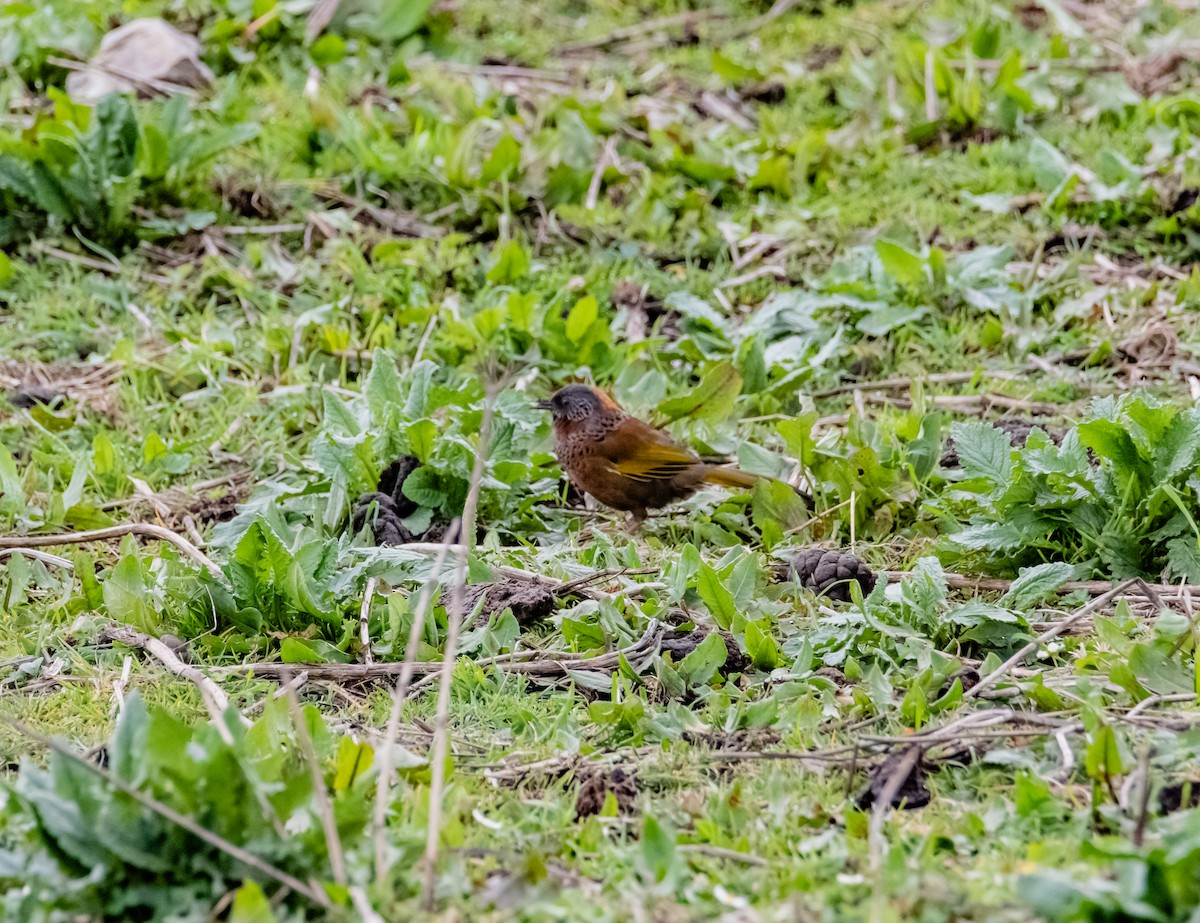 Chestnut-crowned Laughingthrush - ML619657930