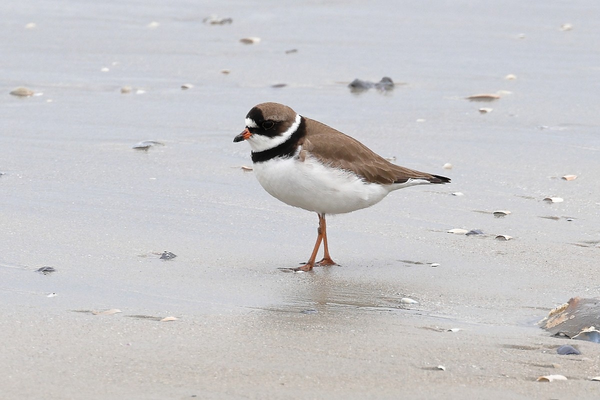 Semipalmated Plover - ML619657967