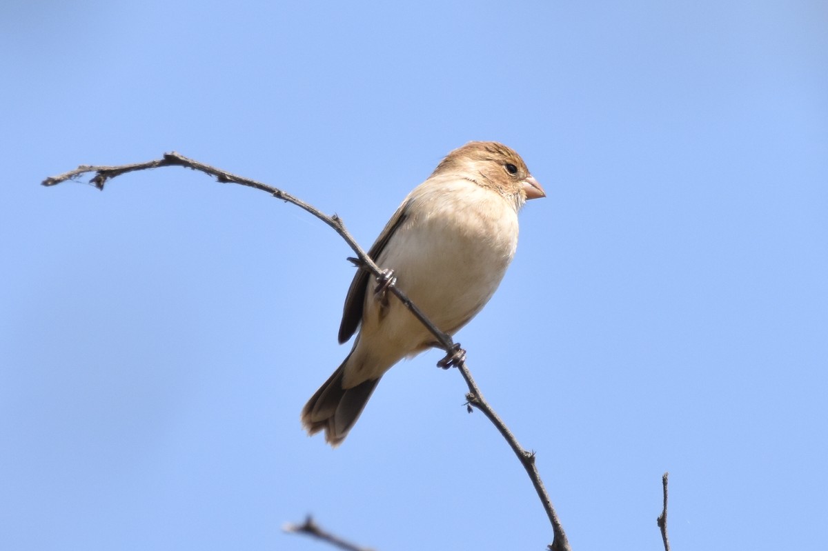 Chestnut-throated Seedeater - ML619657990