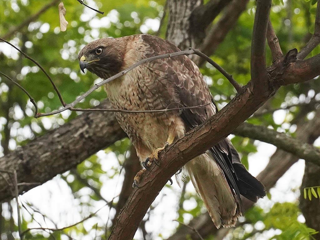 Red-tailed Hawk - ML619658030