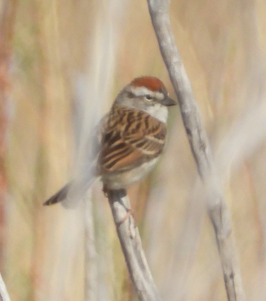 Chipping Sparrow - ML619658042