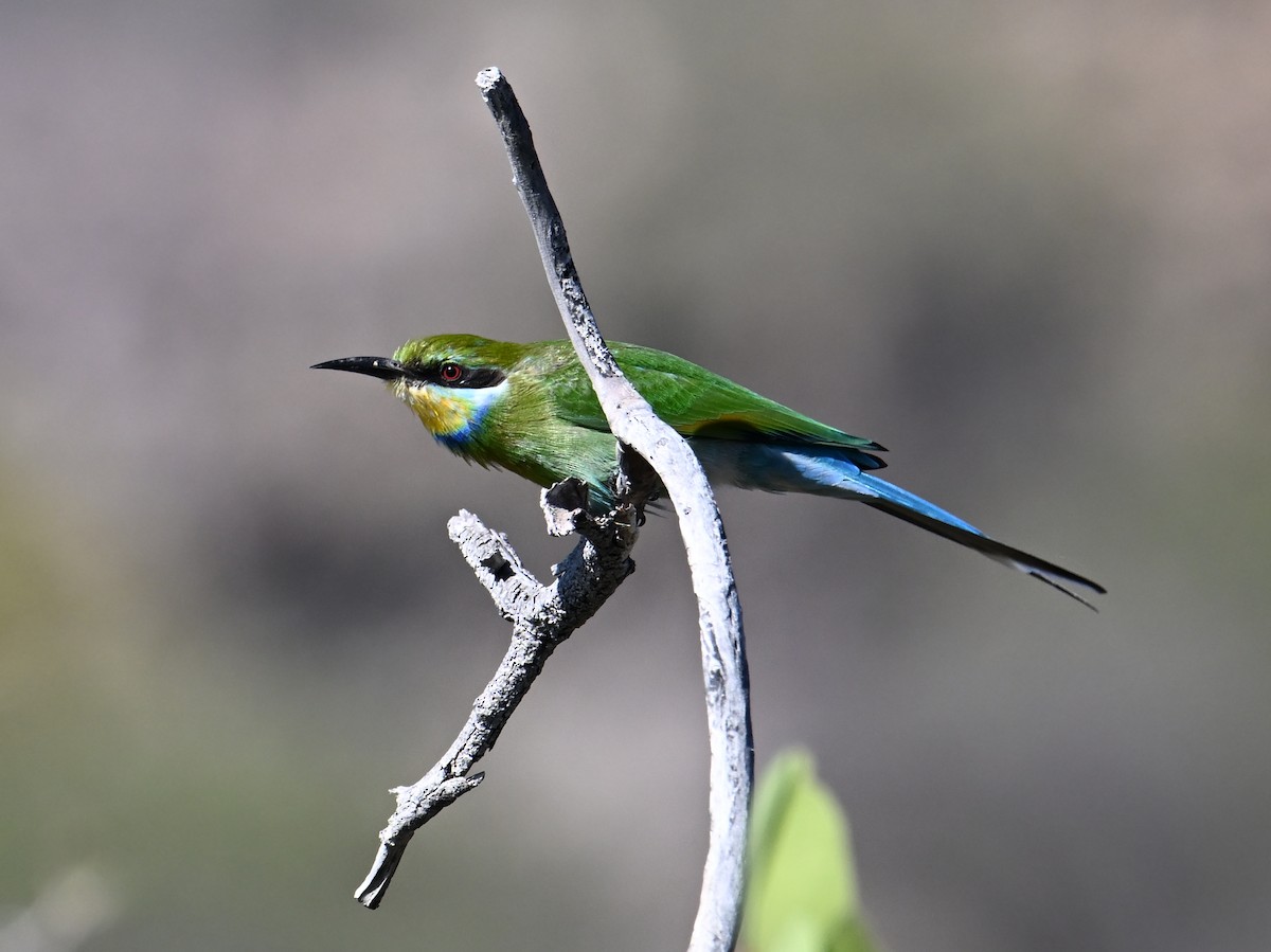 Swallow-tailed Bee-eater - ML619658043