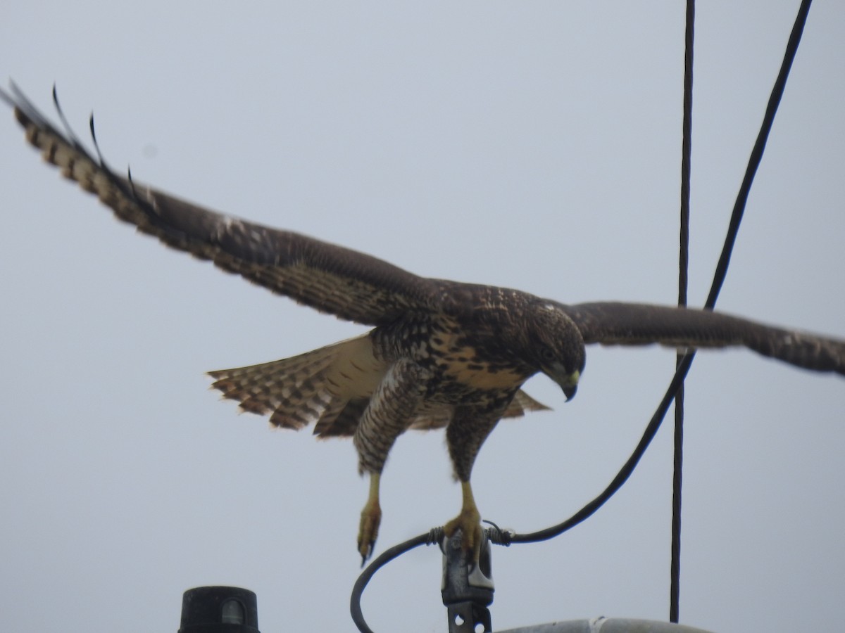 Red-tailed Hawk - ML619658070