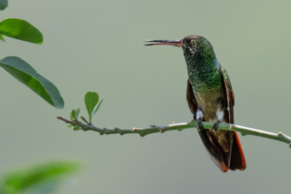 kolibřík mexický - ML619658131