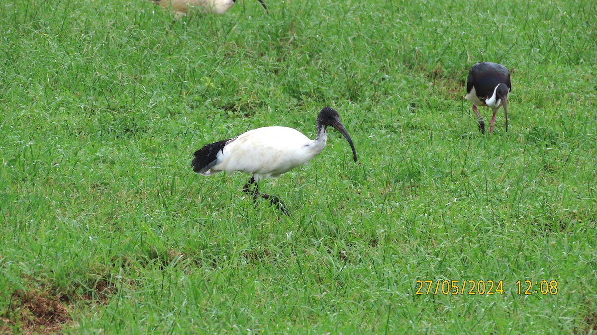 ibis australský - ML619658139