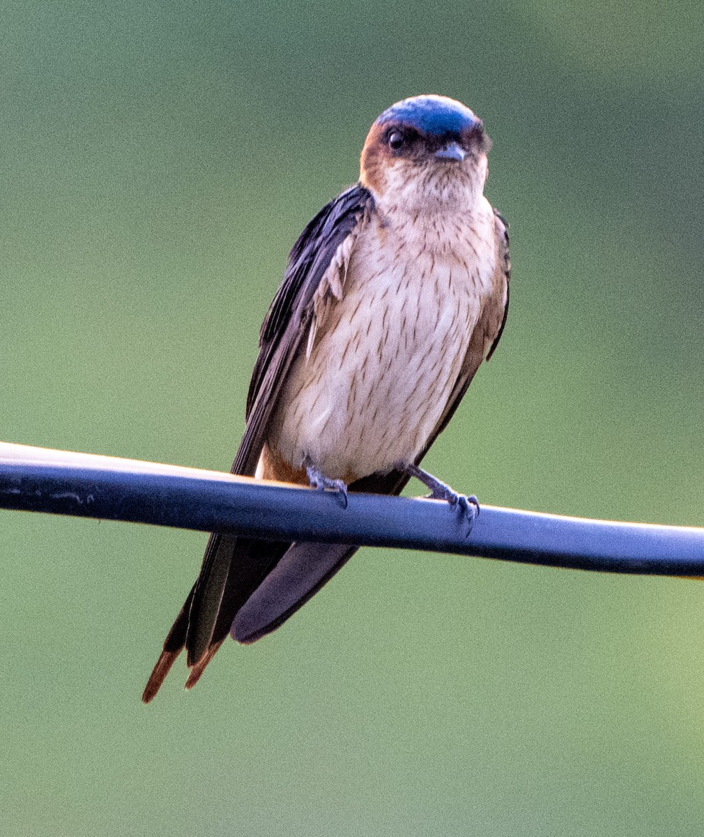 Red-rumped Swallow - ML619658160
